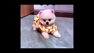 Cute Pomeranian Puppy || Funny  Puppies || Try Not To Laugh      #Shorts