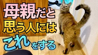 飼い主を母親だと思っている猫が見せる行動