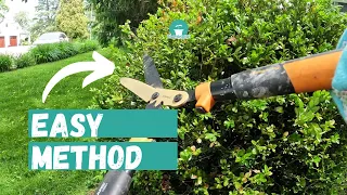 Step by Step: How to Prune Boxwoods | Trim Boxwood Hedge