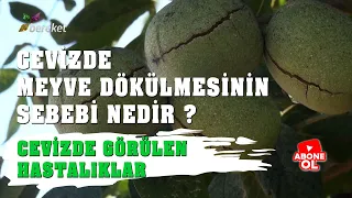 Tarım Sözlüğü - Cevizde Meyve Dökülmesinin Sebebi Nedir ?  Cevizde Görülen Hastalıklar