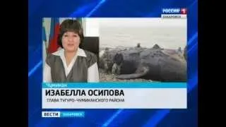 Вести-Хабаровск. На берег Охотского моря выбросило мертвого кита