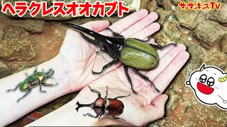 【昆虫】ヘラクレスオオカブトムシや虹色のクワガタがボロボロ獲れる場所！？ふれあいの森でレアな虫を大量捕獲！虫とり・おでかけ・生き物・子供向け知育教育★サンサンキッズTV★