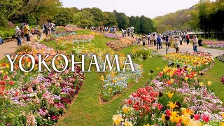 YOKOHAMA.The Fine display of spring flowers in the Town（All places have no entrance fee）花咲き乱れる横浜 #4K