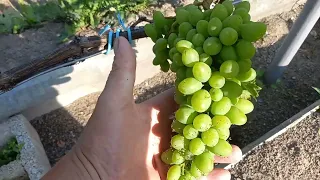 обзор сибирского молодого виноградника