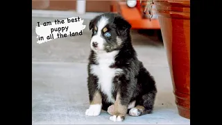 Black Tri Australian Shepherd Puppy