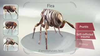 Bravecto® flea efficacy