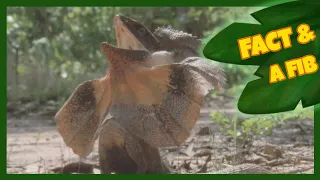 Two Facts and a Fib! | Frilled Neck Lizard | The Wishmas Tree