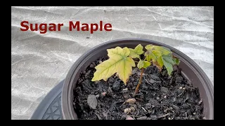 Sugar Maple Bonsai from Seed -  Intro