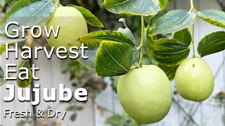 [4K] How to Grow, Harvest, Eat and Taste Jujube (Chinese Date) at Backyard Gardening