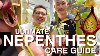 Nepenthes (carnivorous pitcher plants) beginners and advance care with Yudhistira