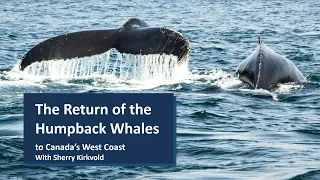 The Return of the Humpback Whales to Canada’s West Coast