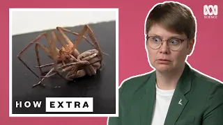 Why Sex Kills: Spider Mating | REACTION | How Extra: Love Edition | ABC Science