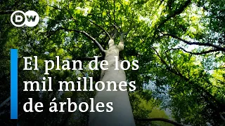 ¿Nuevos bosques para proteger mejor nuestro clima? | DW Documental