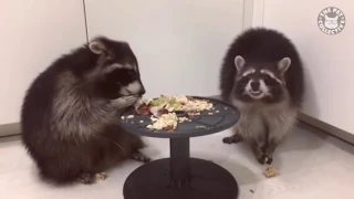 Funny Raccoon Video Compilation 2017 - Смешные еноты