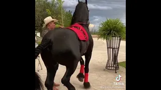 Increíble caballo bailador
