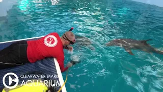 Dolphin Bubble Enrichment with Winter and Hope