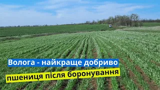 Волога - найкраще добриво | Пшениця після боронування