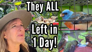 Making a Bird Garden for Wildlife Hummingbirds Song Birds in Small Space Gardening Creative Feeders