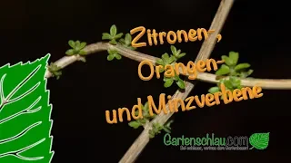 Zitronen-, Orangen- und Minzverbene  - Was müsst Ihr beachten wenn noch Frost droht?