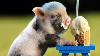 TOP 10 CUTEST MINI PIG 🔴 MICRO PIG Compilation - Cute Is Not Enough