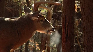 Answered: Twenty Common Deer Hunting Questions