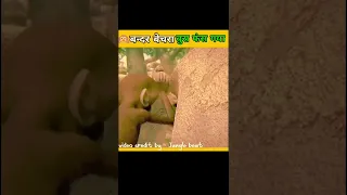 बन्दर बेचारा बुरा फंस गया 😱||monkey and trunk|| moral stories||#shorts