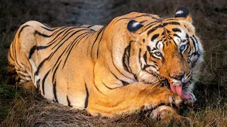 Close encounter with Huge male tiger 🐅 Chota matkasur from tadoba andhari tiger reserve