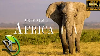 Animals of Africa in 4K - Amazing landscapes of African animals - Relax - Calm