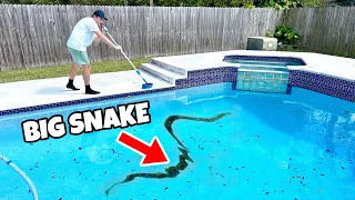 MONSTER SNAKE TRAPPED IN POOL DRAIN! WILL HE SURVIVE ?!