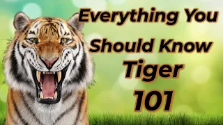 Tiger 101: Unveiling the Secrets of Nature's Majestic Predators!
