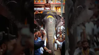 Naattu Rajav | Pambady Rajan Thirunakkara pooram Entry | AkYT