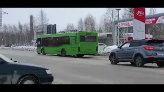 A bear chasing men in the middle of the Russian city got hit by the bus