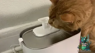 Trying PETLIBRO Battery Operated Cat Water Fountain