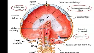 Diaphragm and Mechanism of Respiration - Dr. Ahmed Farid