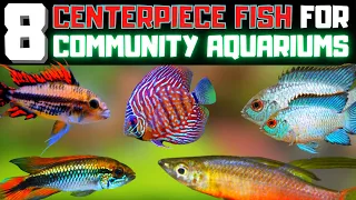 Top 8 Centerpiece Fish For Your Small to Medium Sized Aquariums