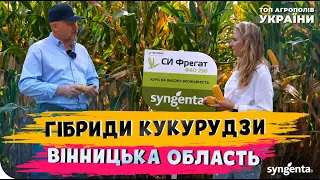 Гібриди кукурудзи «Сингента» | ТОВ «ОЛЬГА», Вінницька обл.