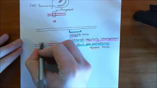 The CRISPR-Cas9 System Part 1