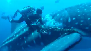 Дайверы освободили китовую акулу