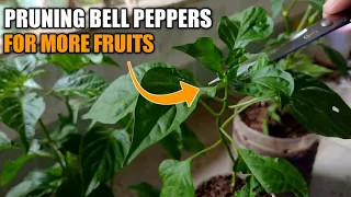 Paano mag pruning ng BELL PEPPER o ATSAL sa container para maparami ang bunga