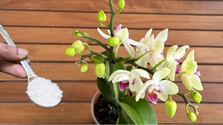 Only Rice! Orchids immediately bloom all year round in this very easy way