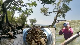 Paghahanap ng Sihi o Sea Shells sa Bakawan