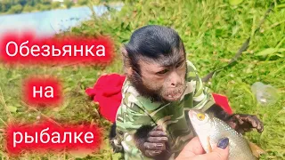 Маленькая домашняя обезьянка Алекса на рыбалке! Такого я не ожидала!