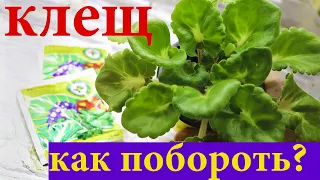 ГЛАВНЫЙ ВРАГ ФИАЛОК! КАК ОБРАБАТЫВАТЬ ФИАЛКИ ОТ КЛЕЩА?  Просто и понятно