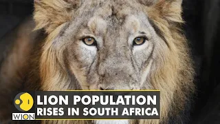 South Africa home to 17% of world's Lion population | Latest World English News