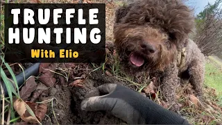 Truffle Hunting with Elio the Truffle Dog