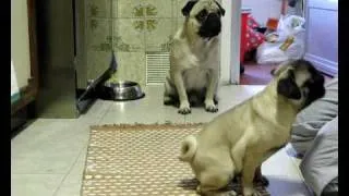 Cómo enseñar, adiestrar, educar, entrenar a un perro (Carlino, puppy pug training)
