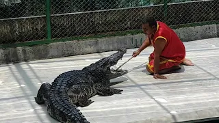 Thailand, Phuket, crocodile farm/Тайланд, Пхукет, крокодилья ферма