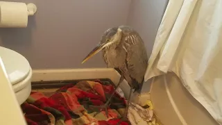 Great Blue Heron Release - Nature's Nursery