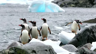 Gentoo Penguins: On the Move