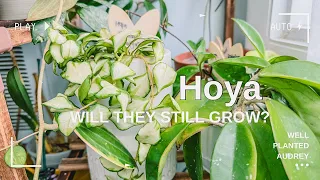 Will They Still Grow? Things I didn’t follow/Hoya Care/Hoya Vlog